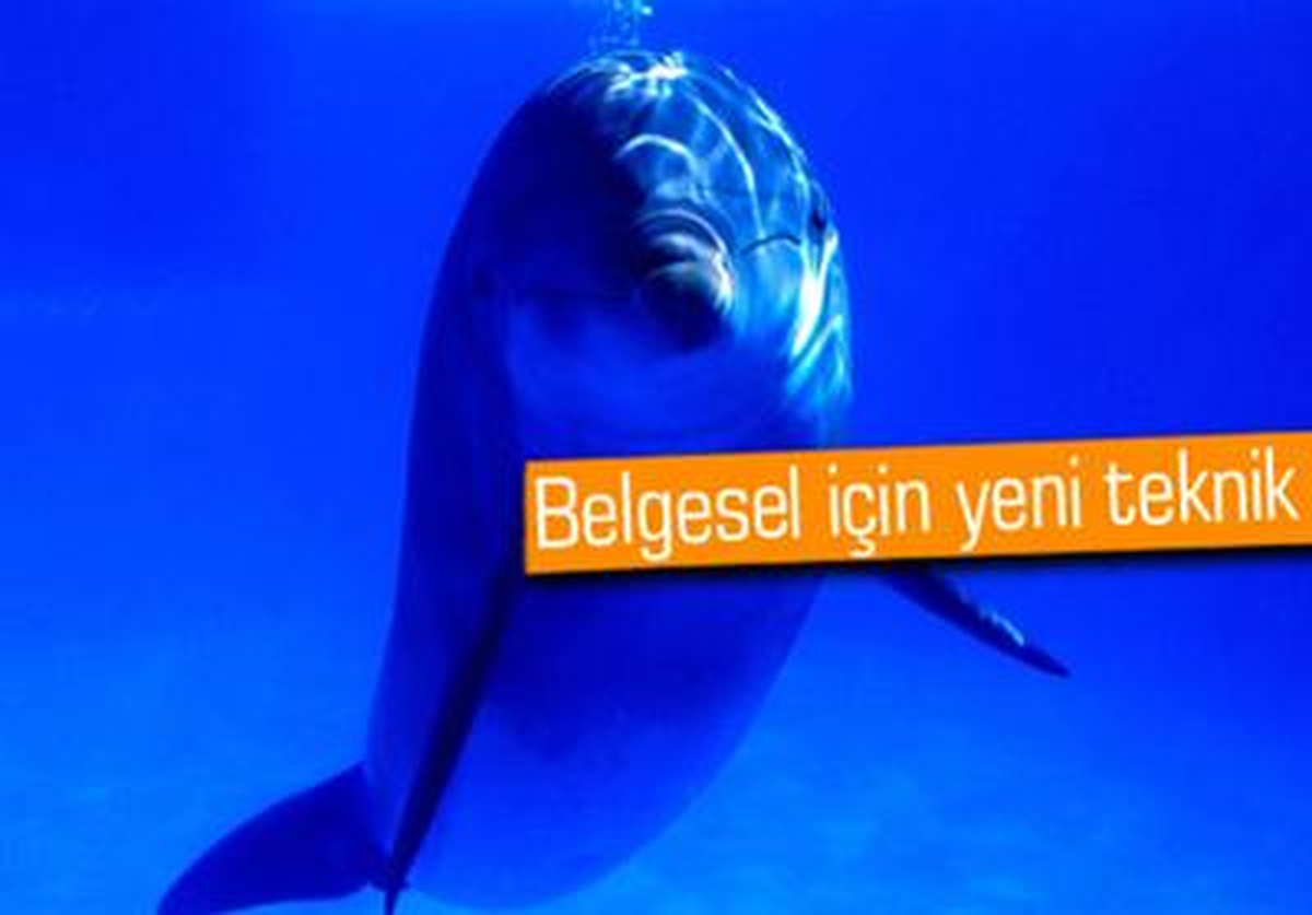 Su Altı Canlısı Gibi Kamera