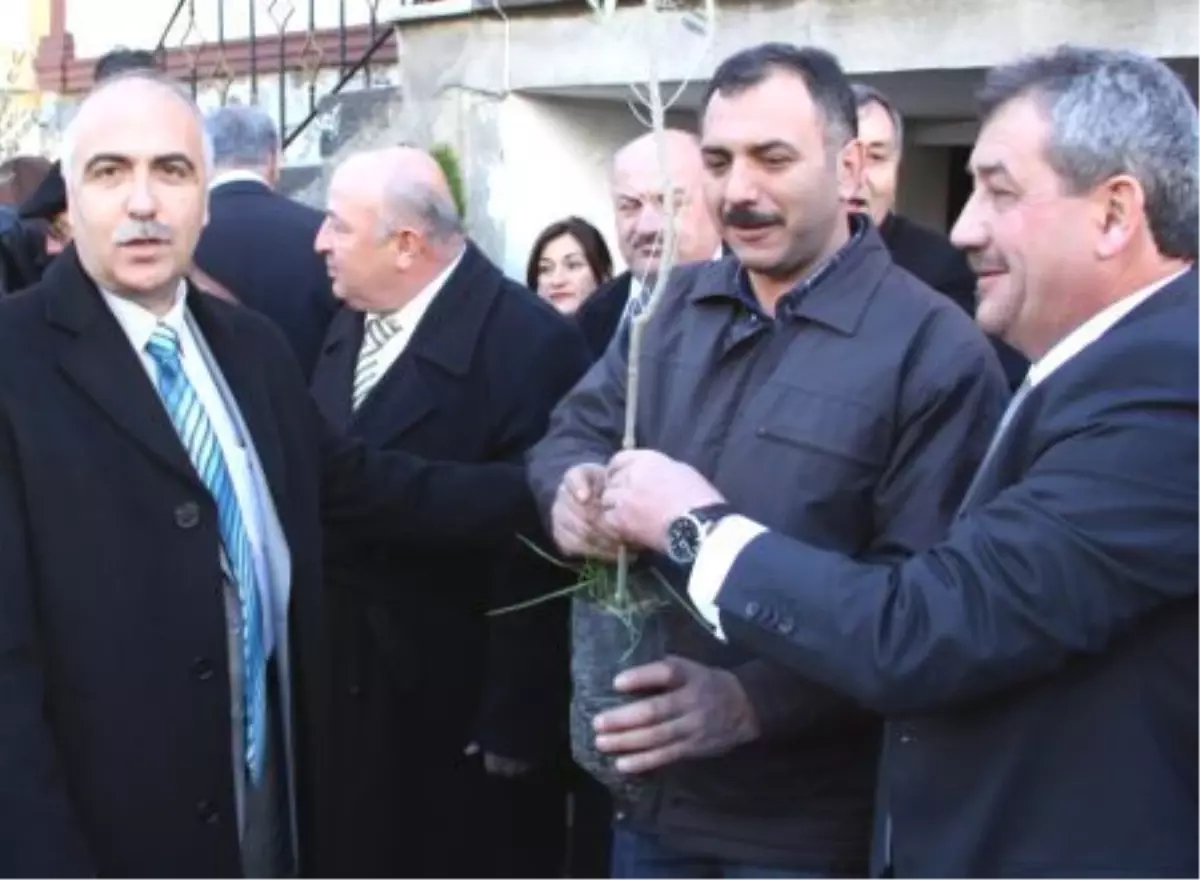 Tarihi Zeytinlik Mahallesi\'ne Zeytin Fidanları Dikildi