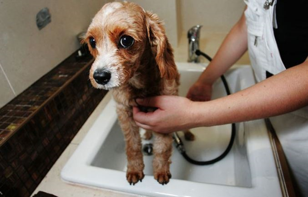 Yılbaşı Köpek Otellerini de Doldurdu