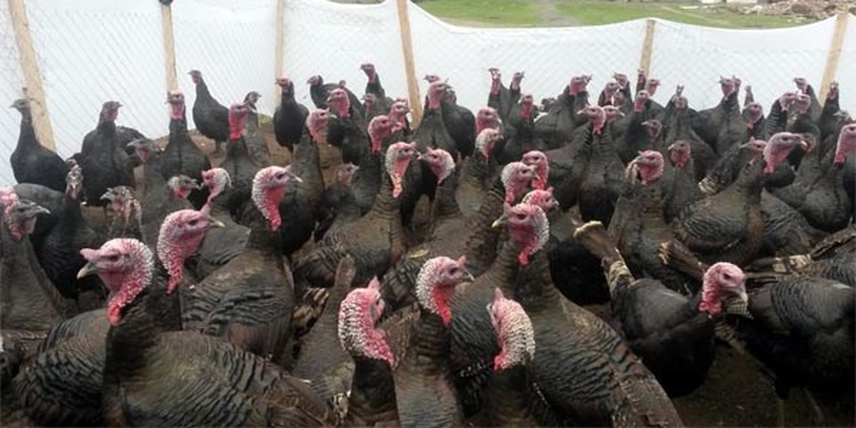 Elbistan\'da Hindiler Pazara Çıktı