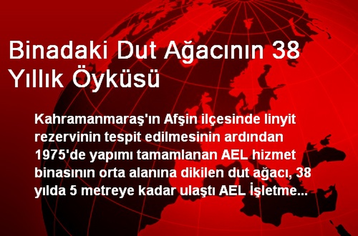 Binadaki Dut Ağacının 38 Yıllık Öyküsü