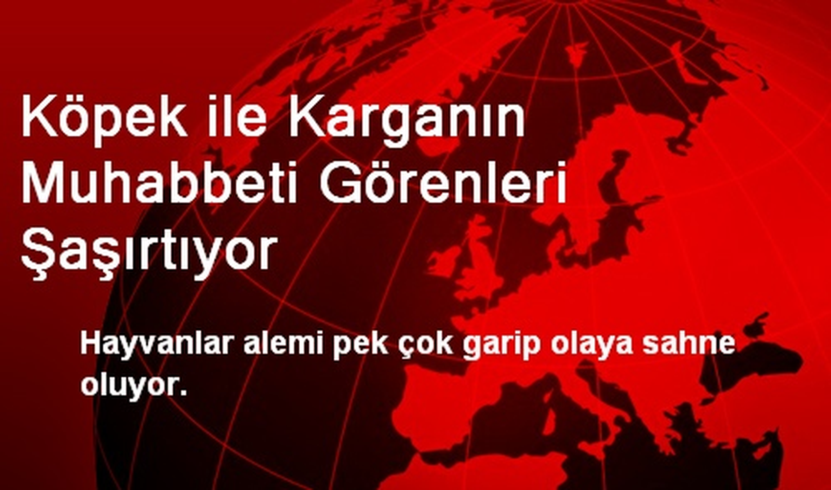 Köpek ile Karganın Muhabbeti Görenleri Şaşırtıyor