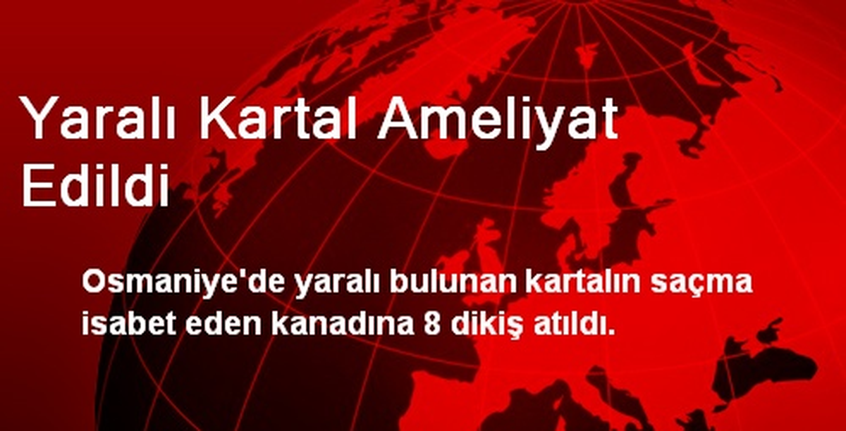 Yaralı Kartal Ameliyat Edildi