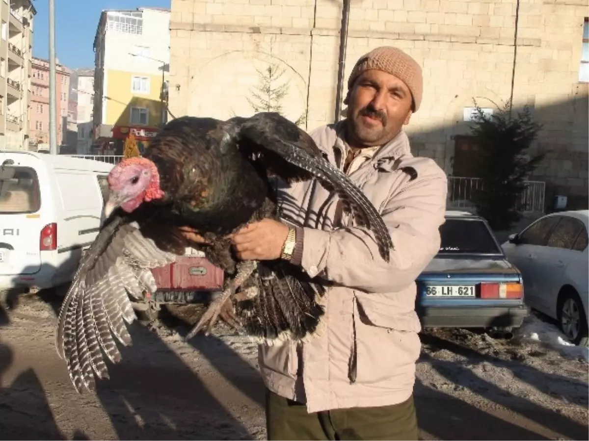 Yozgat\'ta Yılbaşı Hindileri Pazara İndi