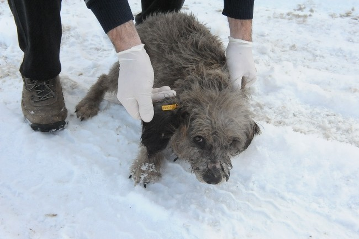 Bozüyük\'te Yaralı Köpek Tedavi Altına Alındı