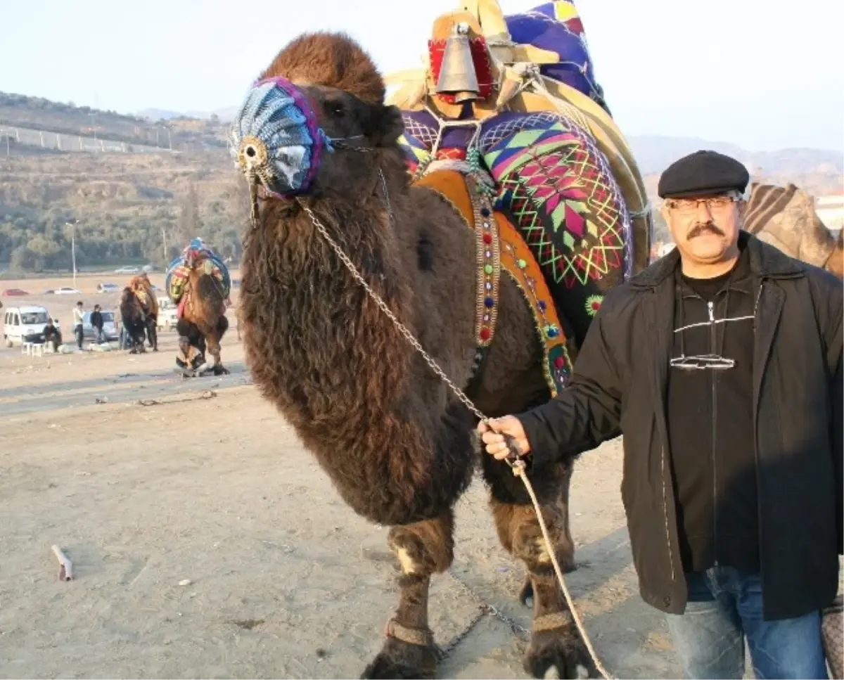 Çöllerin Simgesi Develer Aydın\'ın Milli Hayvanı Haline Geldi