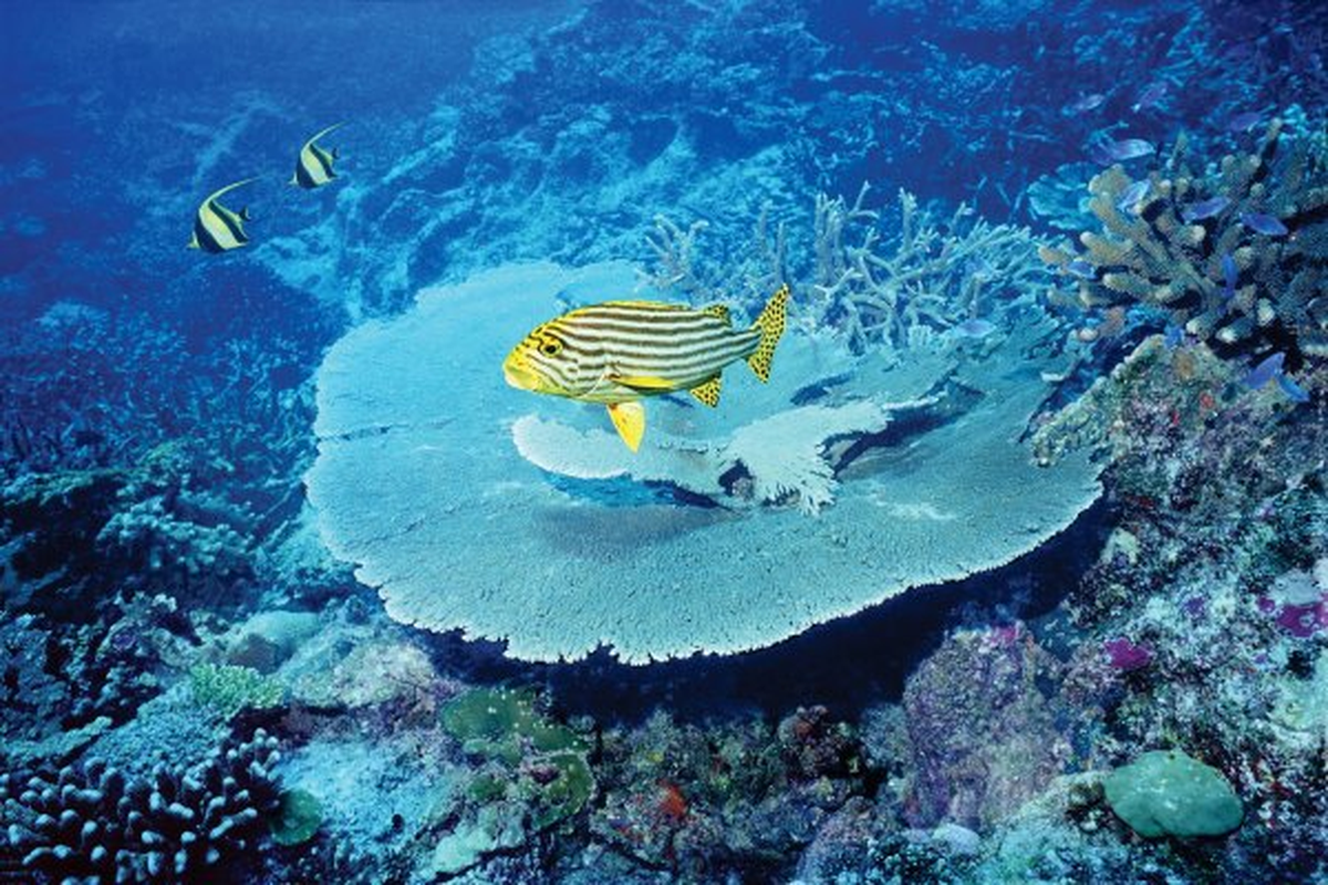 Emirates ile İndirimli Fiyatlarla Uçun