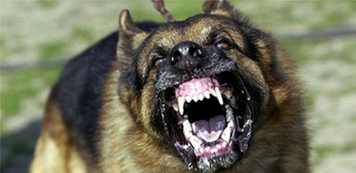 Erzurum\'da Köpek 4 Çocuğu Isırdı