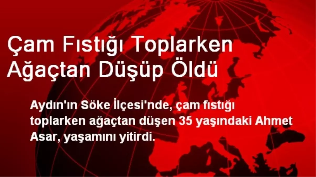 Çam Fıstığı Toplarken Ağaçtan Düşüp Öldü