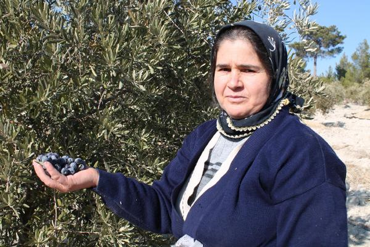 Silifke\'de Zeytinler Dalında Kurudu