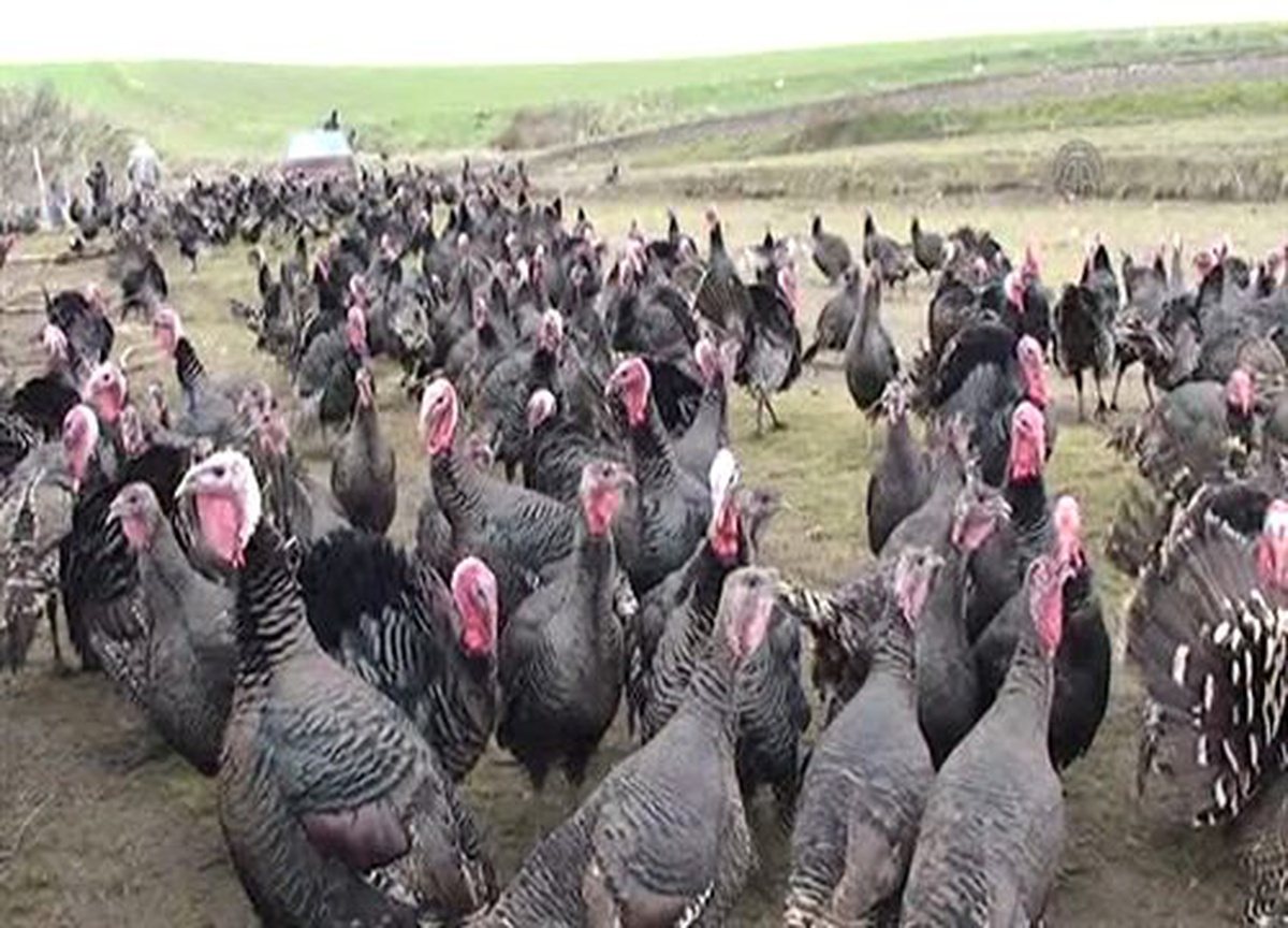 Trakya\'da yetiştirilen hindiler, İstanbul pazarında -