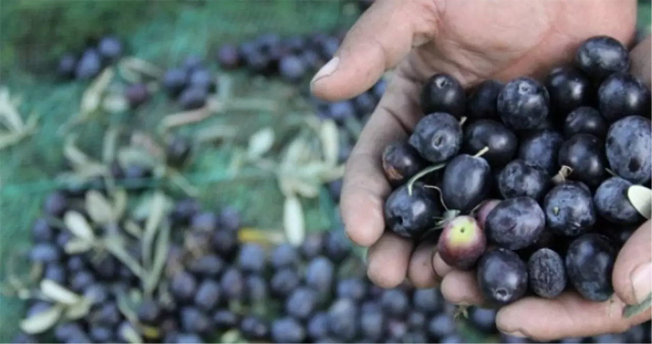 Silifke\'de Yağış Olmayınca Zeytinde Kalite Düştü