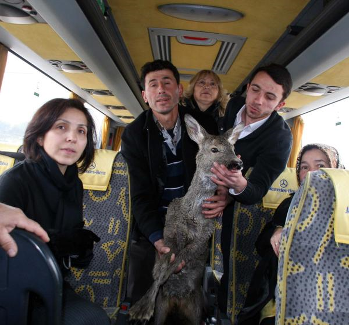 Yaralı Karacayı Kurdun Ağzından Kurtardılar