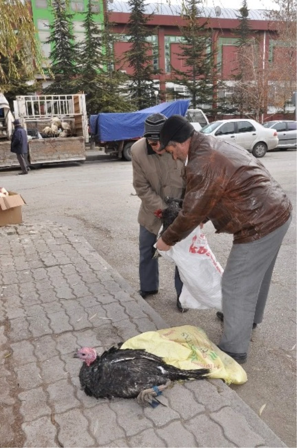 Yılbaşı Hindileri Kapış Kapış