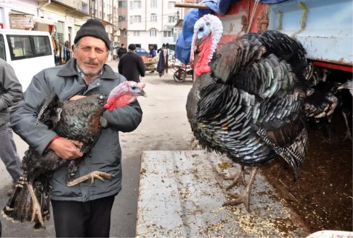 Yılbaşı Hindilerine Yoğun İlgi