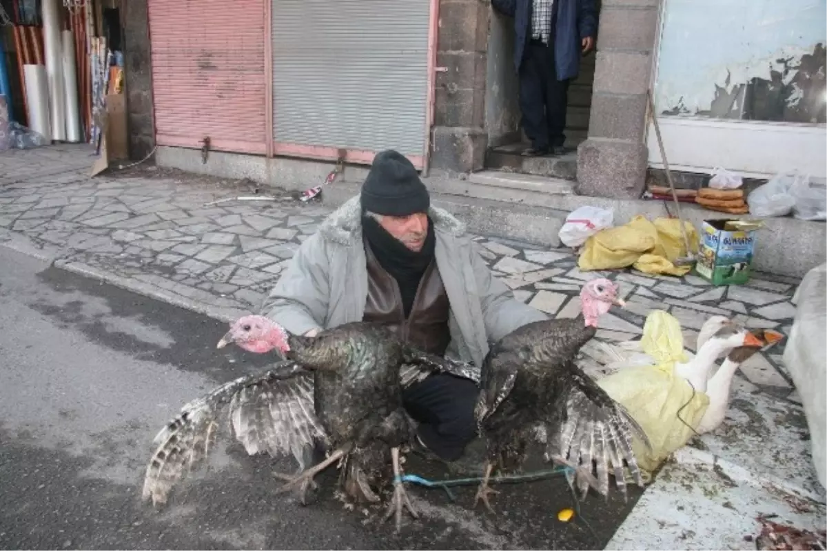 Afyonkarahisar\'da Hindiler Pazarlarda Boy Göstermeye Başladı