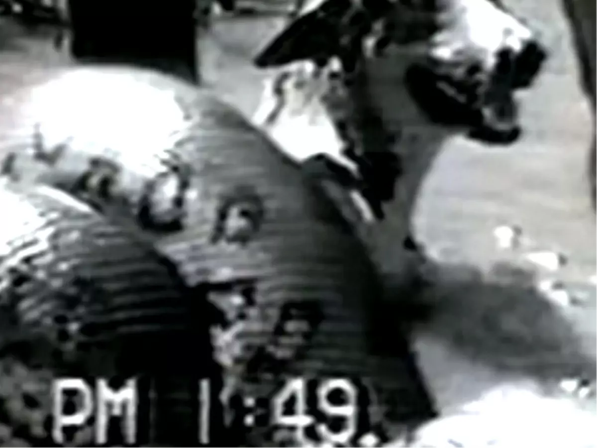 Anakonda Yılanının Elinden Köpeği Zor Kurtardılar