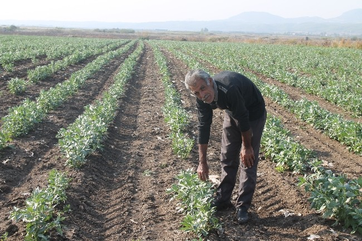 Baklayı Soğuk Vurdu, Rekolte Yarıya Düştü