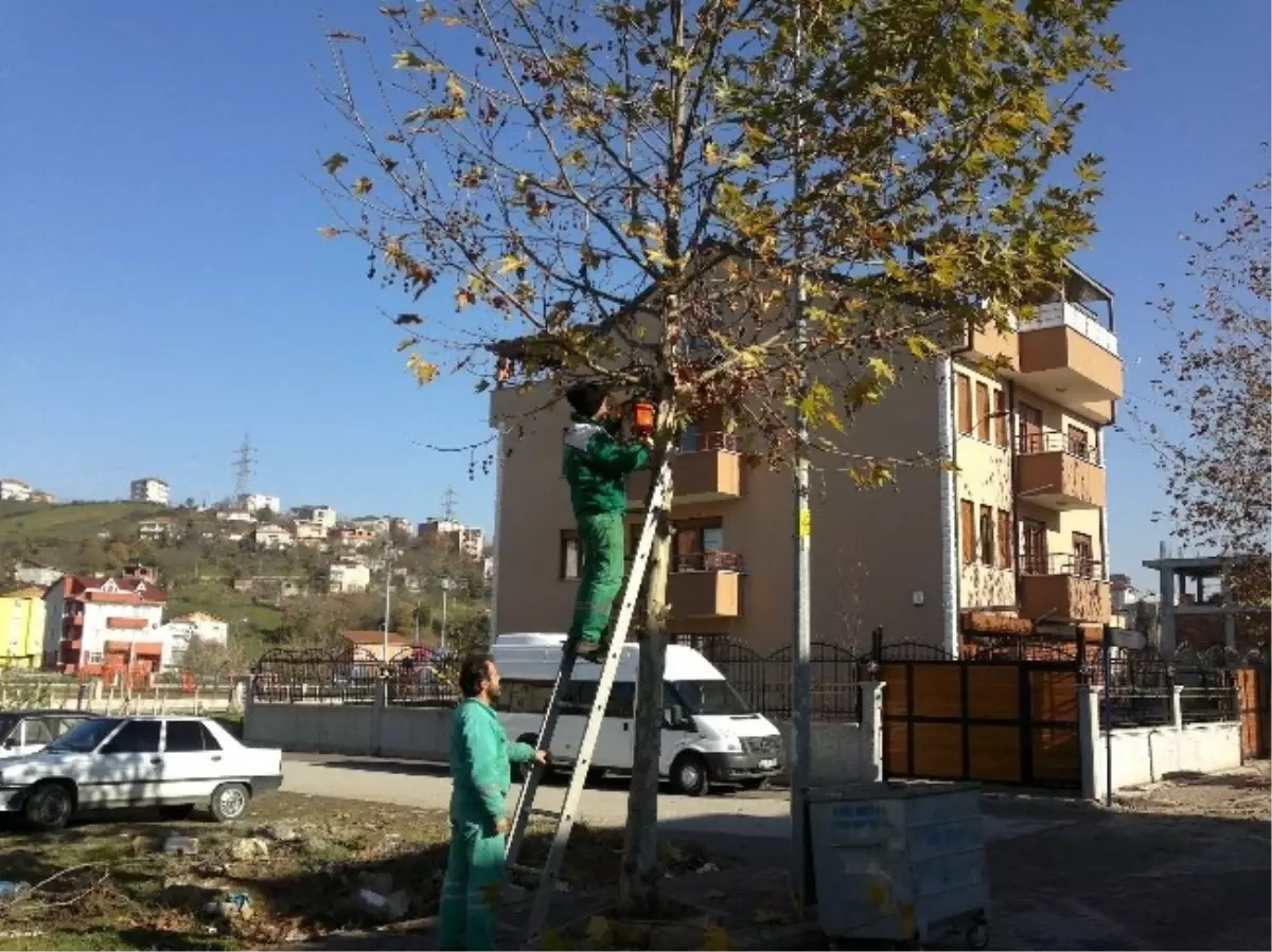 İzmit\'te Ağaçlara Kış Bakımı Yapılıyor