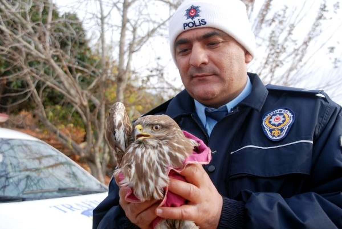 Polisin Yaralı Bulduğu Şahin Tedaviye Alındı
