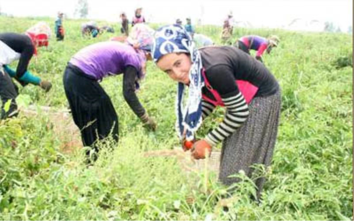 Tarım İşçisi Kadınlara Sağlık Eğitimi Verildi