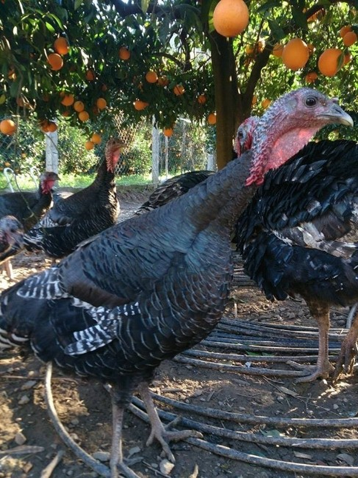 Yılbaşı Hindisi Alana Portakal Bedava