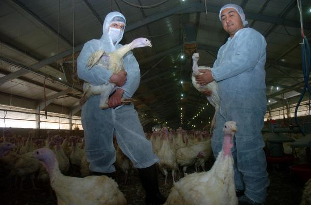 Yılbaşı İçin Bolu\'da 120 Bin Hindi Kesimi Yapılacak