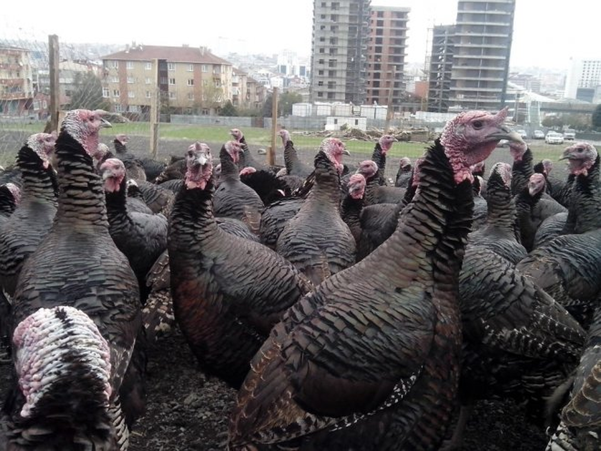 Muş\'ta Yılbaşı Hindileri Satışa Sunuldu