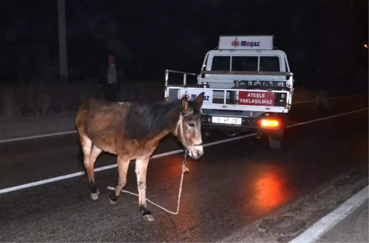 Osmancık\'ta Katır Operasyonu