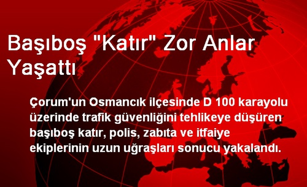 Başıboş "Katır" Zor Anlar Yaşattı