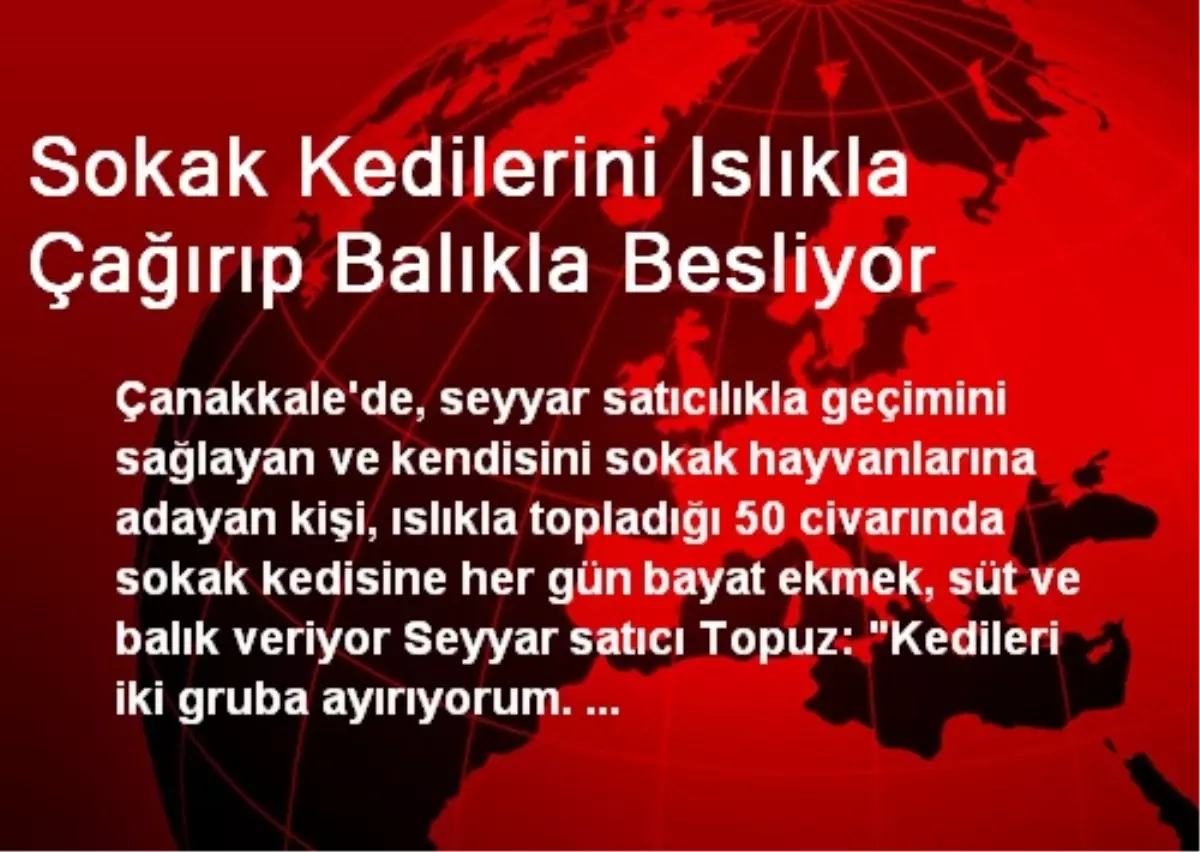 Sokak Kedilerini Islıkla Çağırıp Balıkla Besliyor