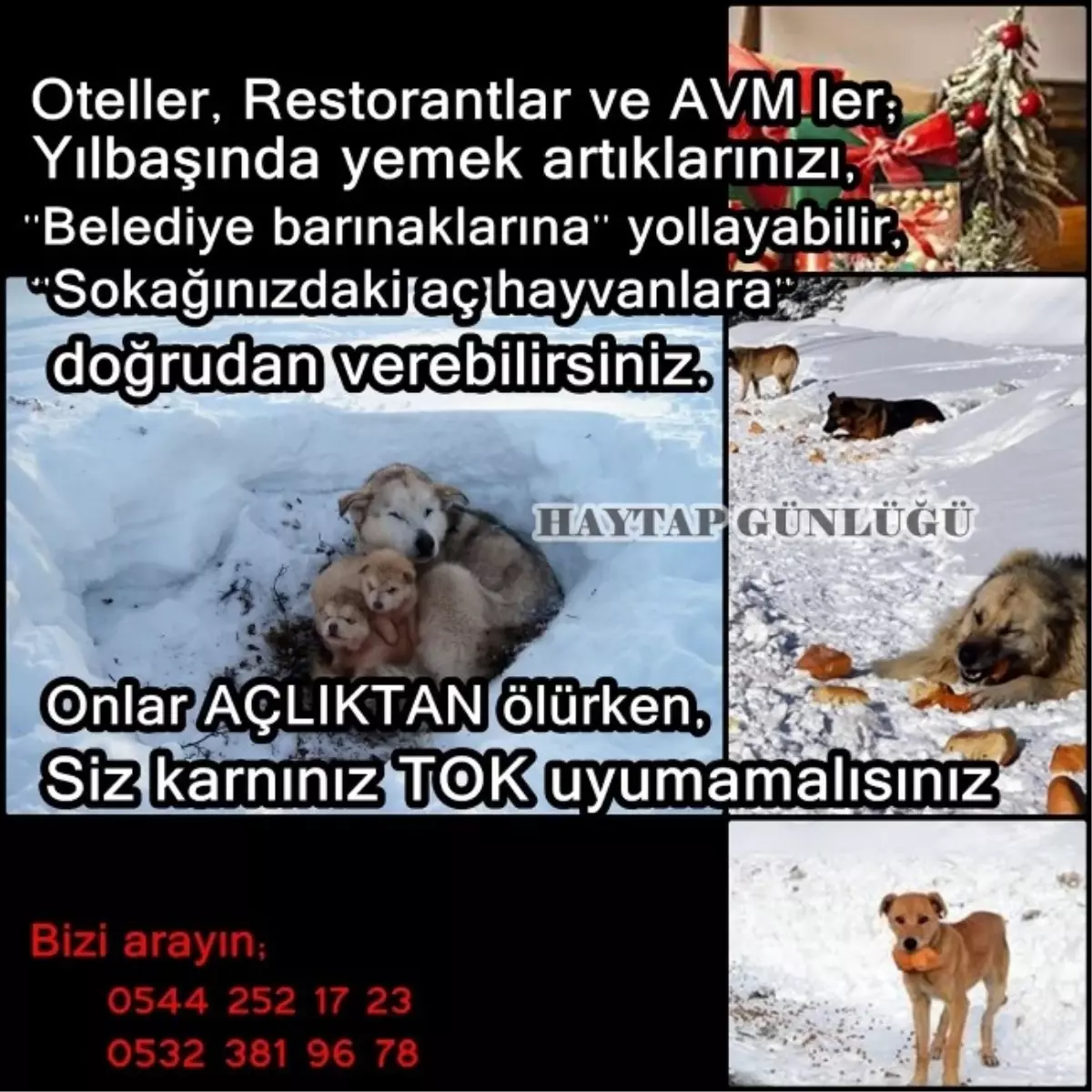 Bu Yılbaşı Bir Aç Can Doyurun"