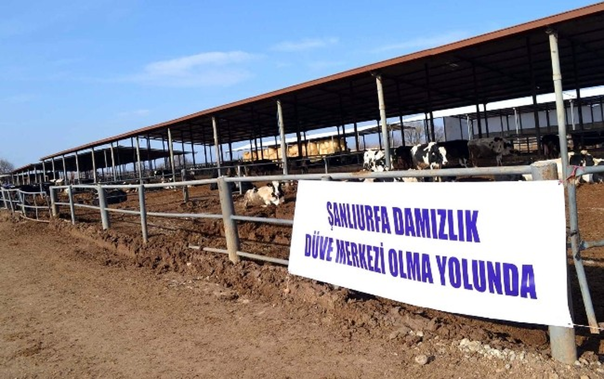 Damızlık Sığır Yetiştiricileri Birliği Çalışmalarını Sürdürüyor