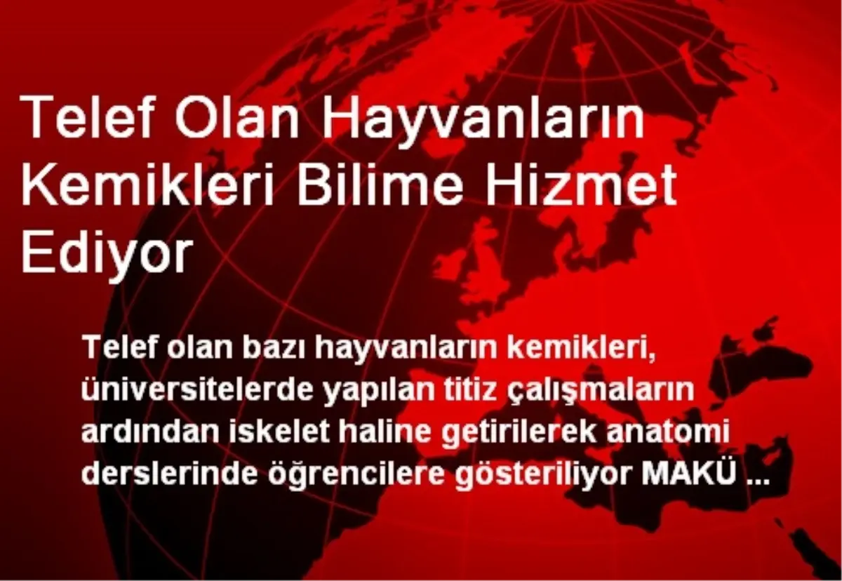 Telef Olan Hayvanların Kemikleri Bilime Hizmet Ediyor