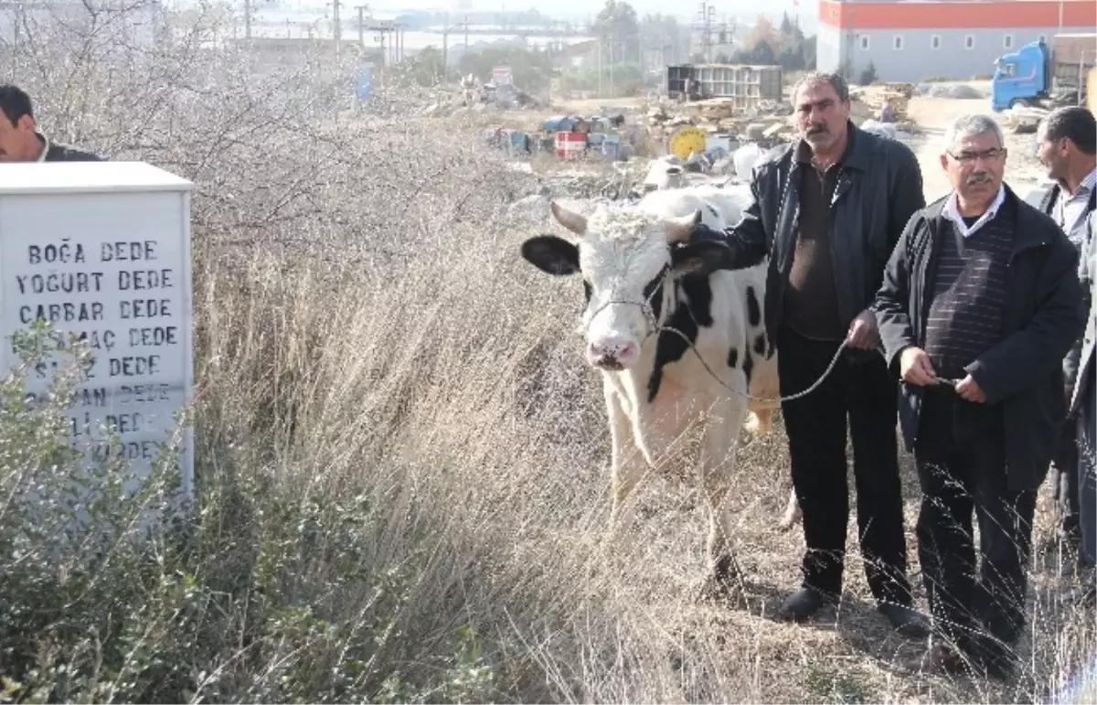 Özel) Adana\'da Köylüler, Boğa Dede Türbesinde Dana Kesip Yağmur Duası Etti