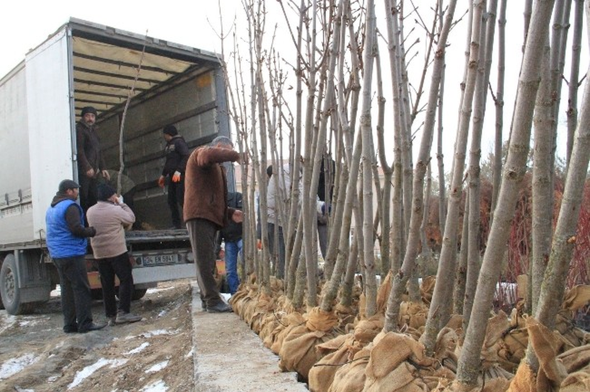 Bitki Parkında 40 Bin Fidan Toprakla Buluşmayı Bekliyor