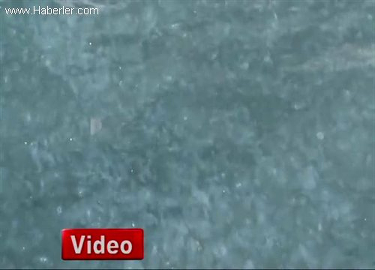 İstanbul Boğazı\'nda Deniz Anası Sürprizi
