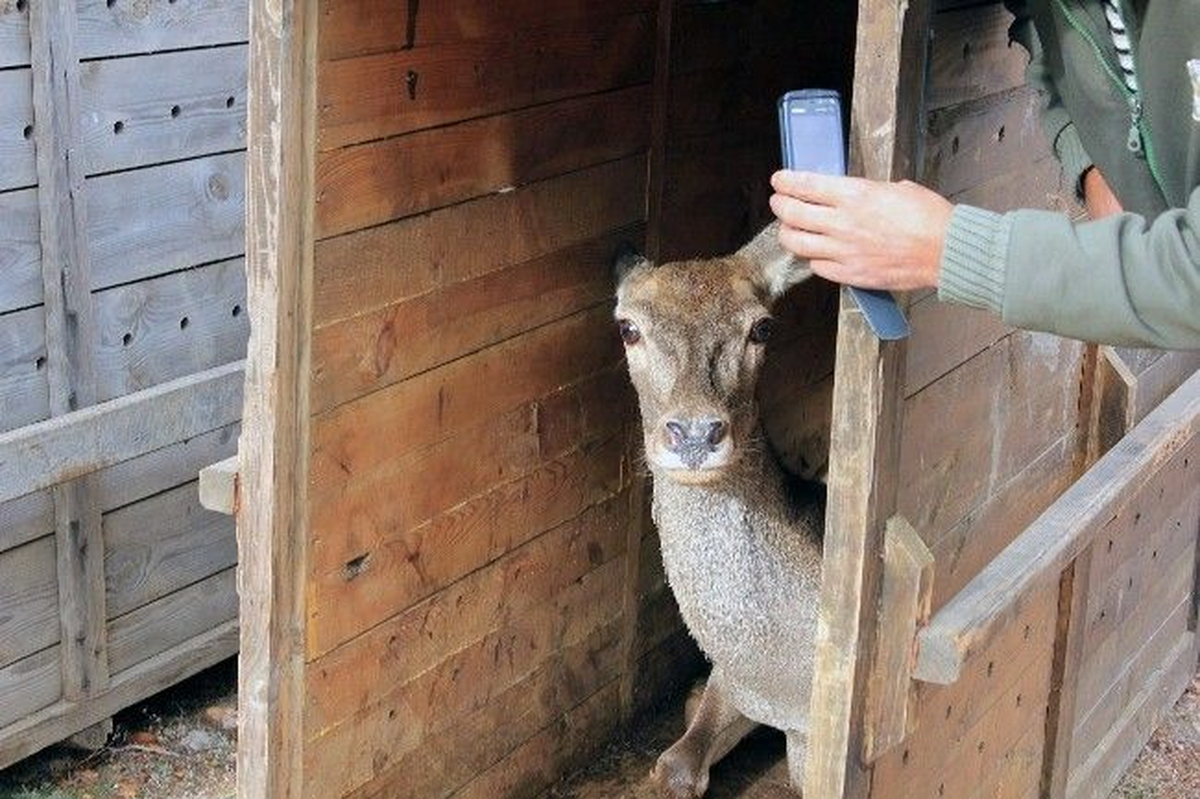 Beypazarı\'nda 3 Kızıl Geyik Avlandı