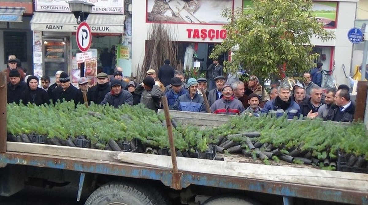 Çaycuma Belediyesi Vatandaşlara Çam Fidanı Dağıttı