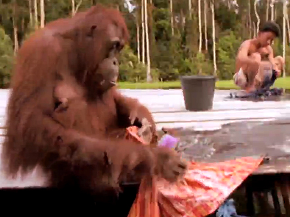 Hamarat Orangutan Çamaşır Yıkadı