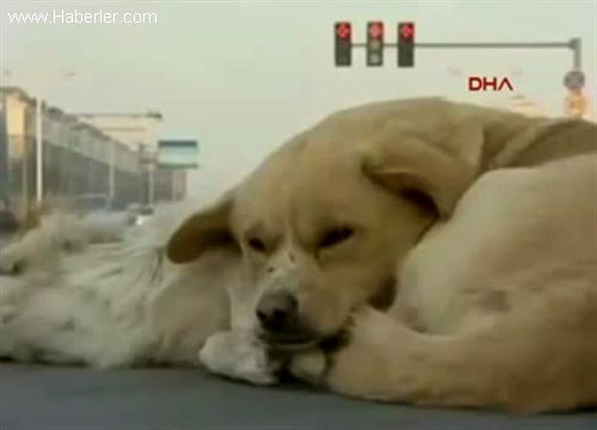 Köpeğin Duygulandıran Sadakati