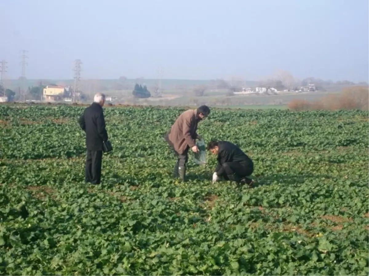 Tekirdağ\' da Kanolada Kaçak Pestisit Kullanımı Çalışmaları Devam Ediyor