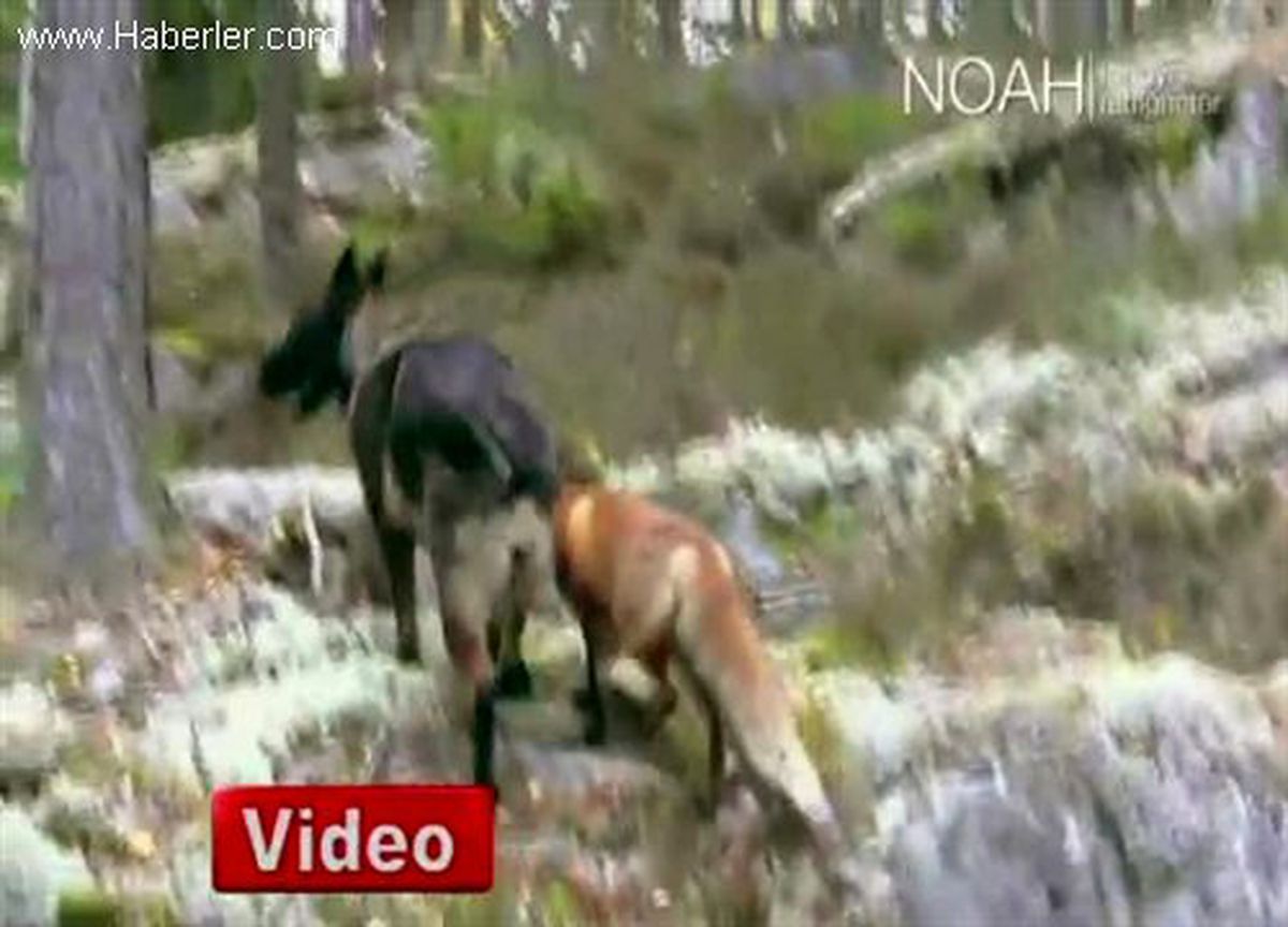 Tilkiyle Köpeğin Görülmemiş Dostluğu