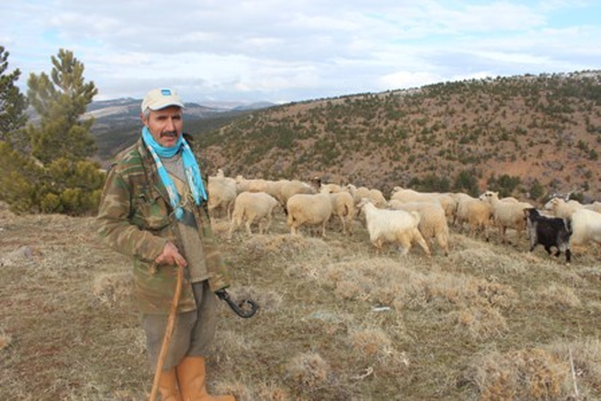 Yemden Tasarruf Etmek İçin Sürüler Dağlık Alanda