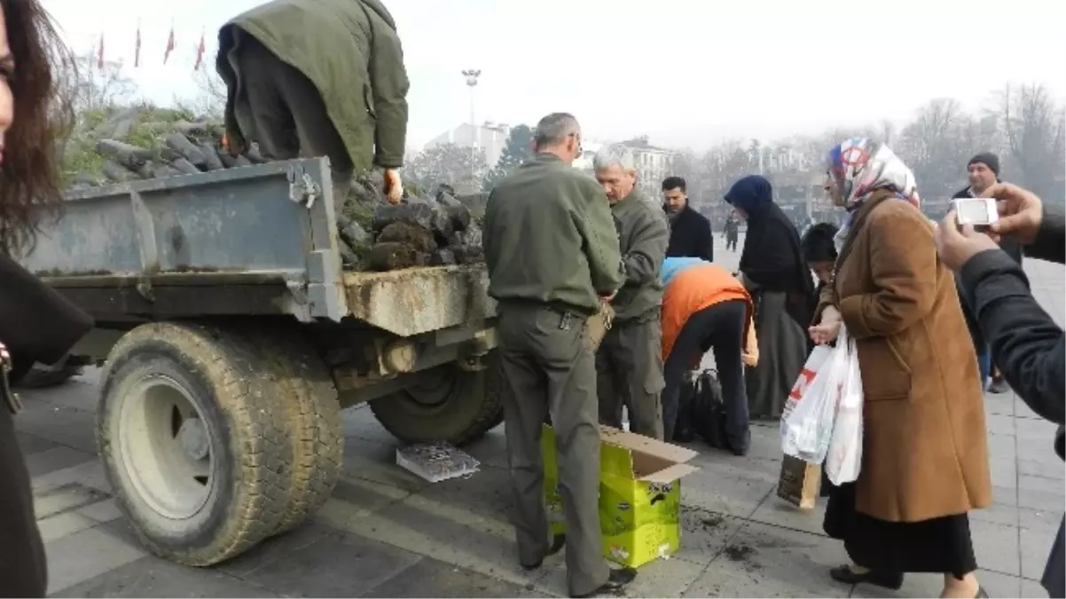 Yılbaşında Ağaç Kesmeyelim Fidan Dikelim