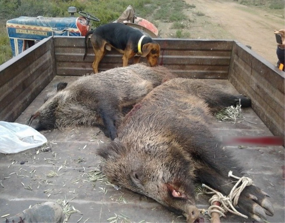 Orhangazi\'de Avcılar 2 Dev Domuz Vurdu