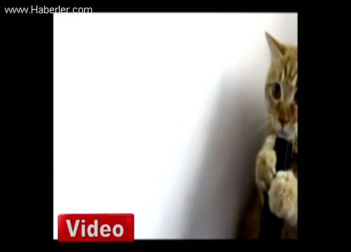 Bu Kedi Ne Yapıyor?