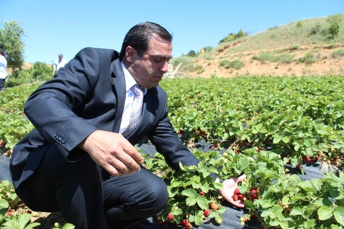 Hüyük\'te Organik Çilek Üretim Sahası Genişliyor