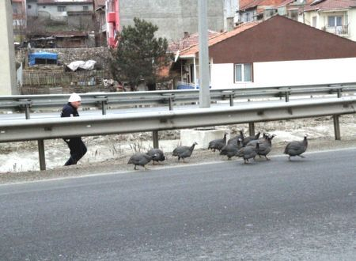 Karayoluna çıkan tavuklar, trafiği tehlikeye soktu -