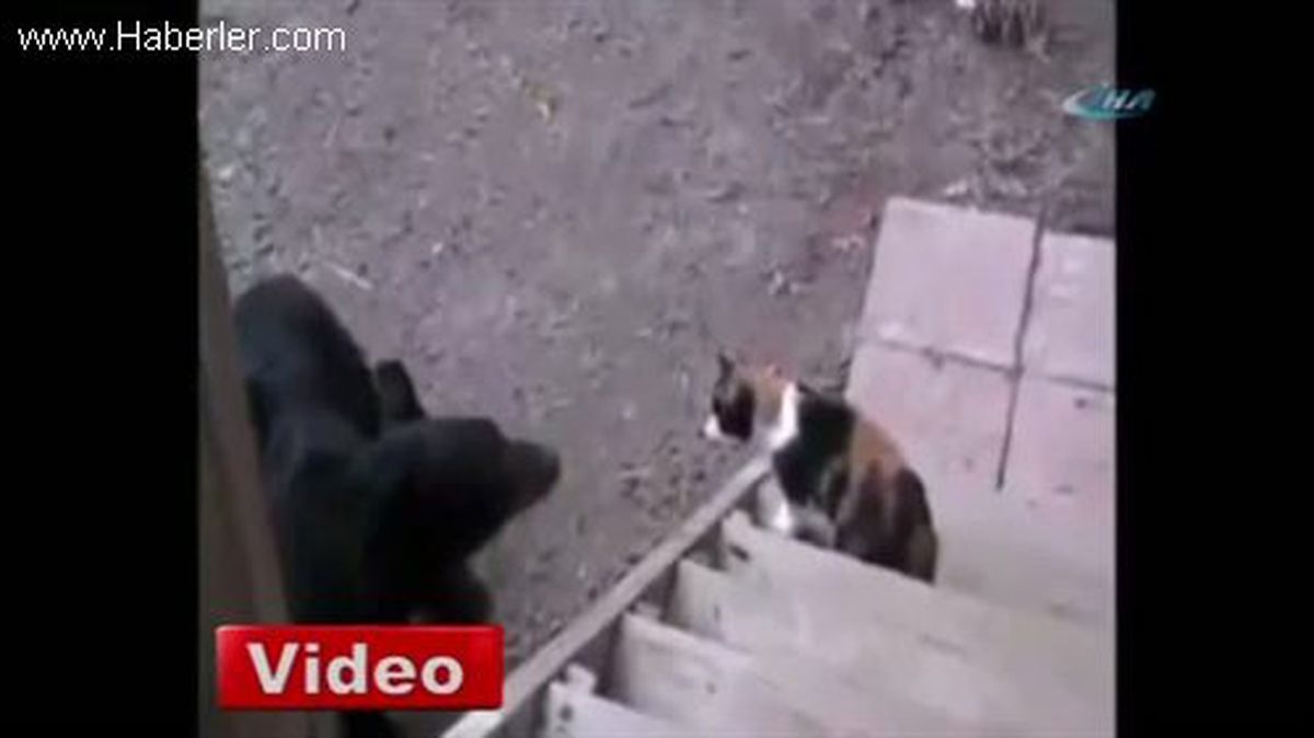 Kedi Ayıyı Böyle Korkuttu